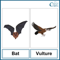 Bat and Vulture for Class 2