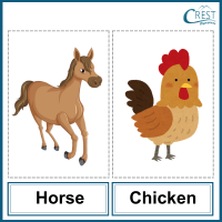 Horse and Chicken for Class 2