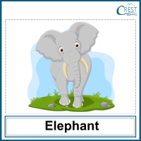 Elephants for Class 2