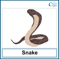 Snake for Class 2