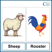 Sheep and Rooster for Class 2