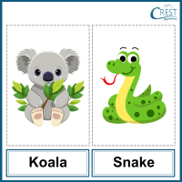 Koala and snake for Class 3