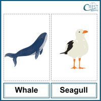 Whale and seagull for Class 3