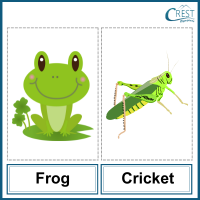 Frog and cricket for Class 3