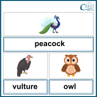 Peacock, Vulture and Owl for Class 3