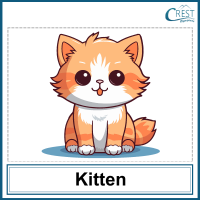 Kitten for Class 1