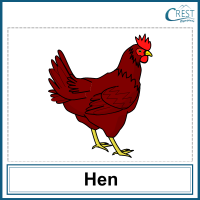 Hen for Class 1