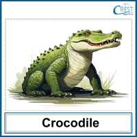 Crocodile for Class 1