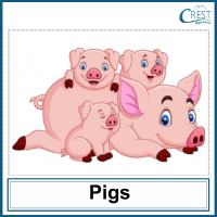 Pigs for Class 1