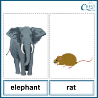 Antonyms- Elephant and rat