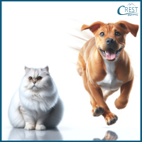 Antonyms Questions - Cat and Dog