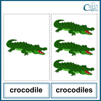 Singular and Plural for Grade KG