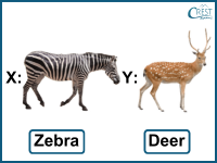 animals-adaptation4-q1