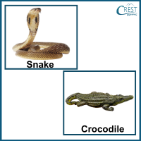 animals-classification-q1