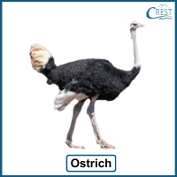 animals-classification-q2c
