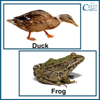 animals-classification-q3