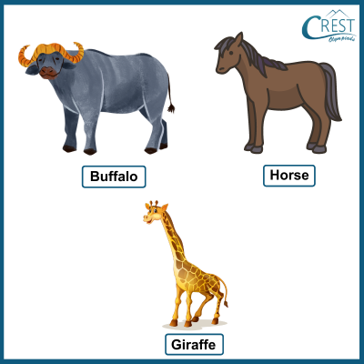 buffalo-giraffe-and-horse