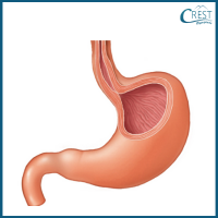 digestive-system4-q1