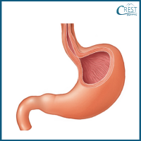 digestive-system4-q4a