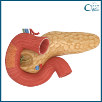 digestive-system4-q4c