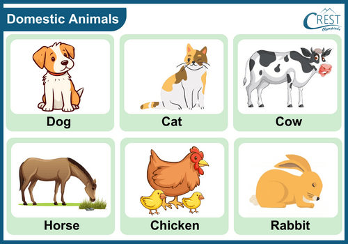 Animals and Their Types Notes | Science Olympiad Class KG