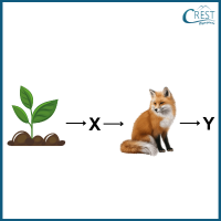 food-chain3-q3