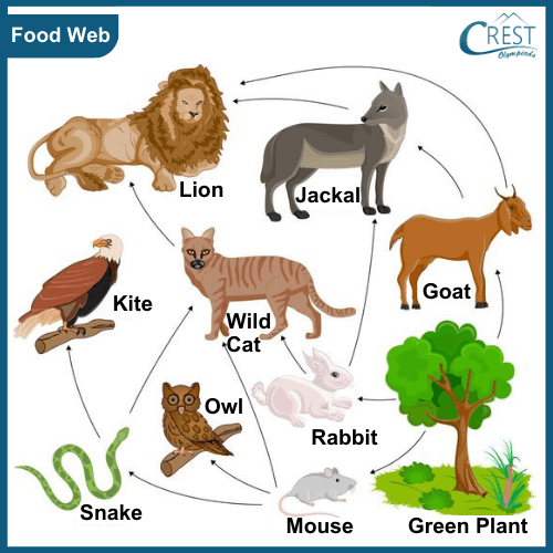 Food Chain, Food Web, and Life Cycle Class 5 Notes | Science Olympiad