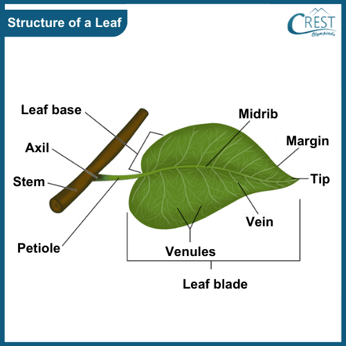 Diagram of different parts of leaves