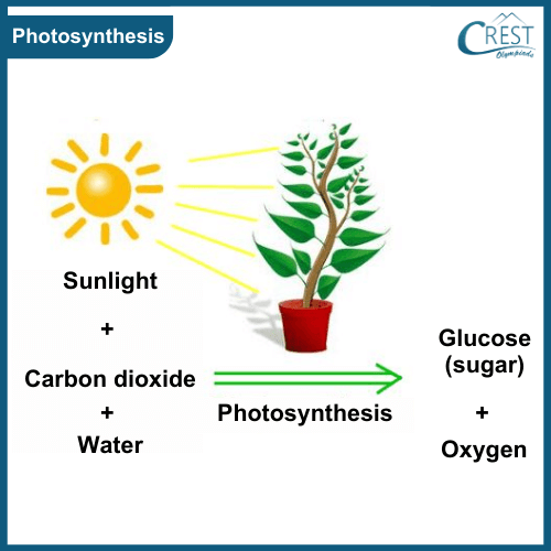 Process of Photosynthesis in Plants