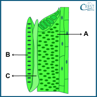 plant-tissues9-q1