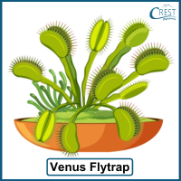 plants-adaptations-q3