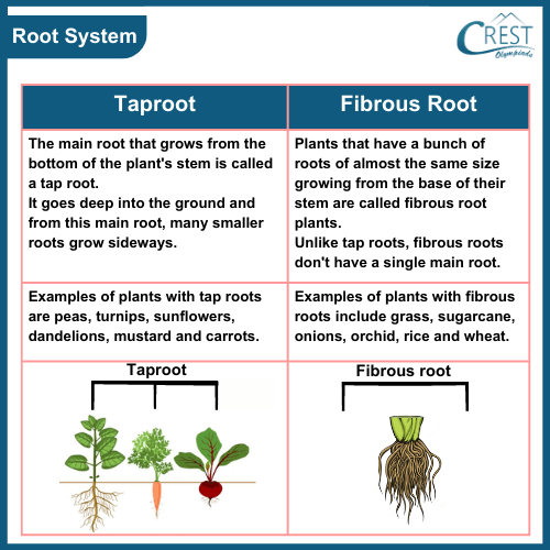 Difference between Tap and Fibrous root system
