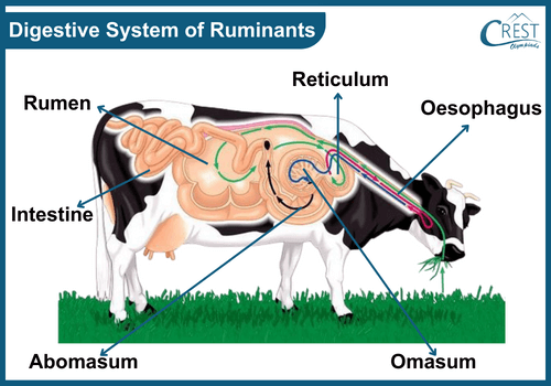 Nutrition in Animals Notes | Science Olympiad Class 7