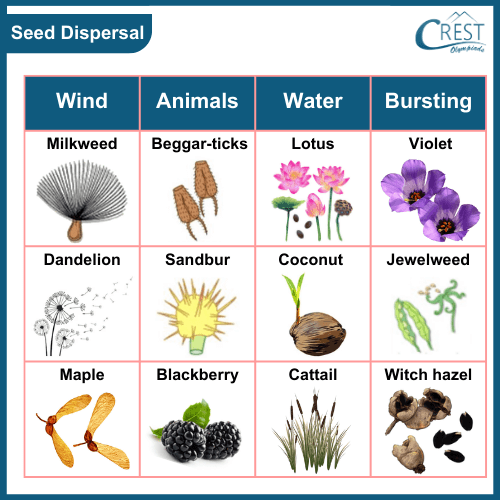 Examples of seed dispersal in different plants