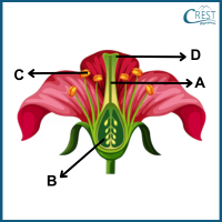 sexual-reproduction-in-plants7-q4