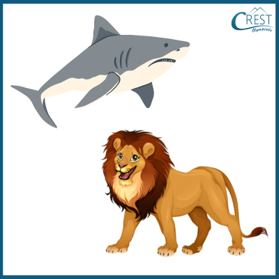 shark-and-lion