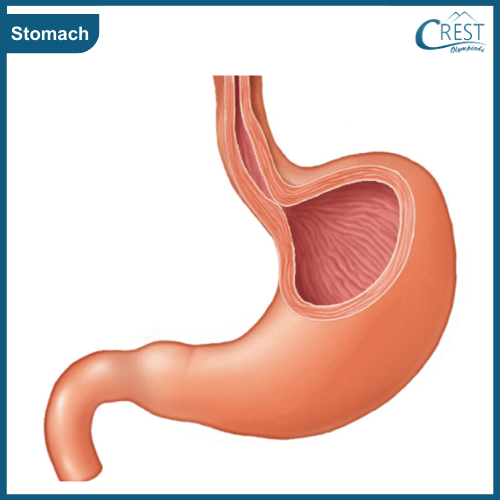 Diagram of Stomach