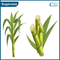  sugarcane