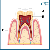 teeth-structure4-q1