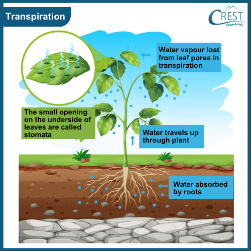 Example of transpiration in Plants
