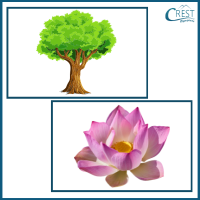 various-kinds-of-plants-q3